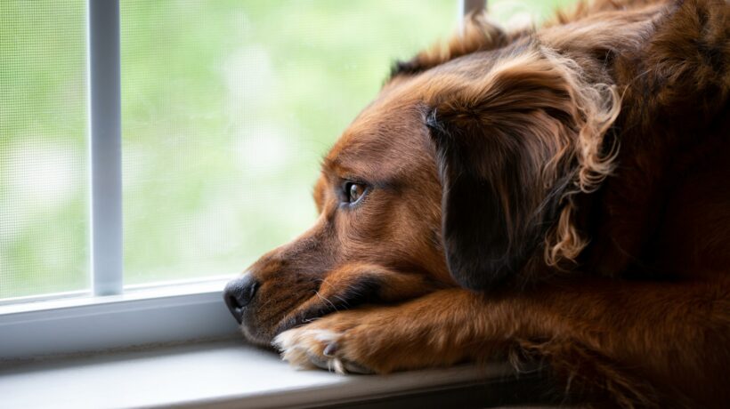 Sad Dog Looking Out Window Waiting For Owner