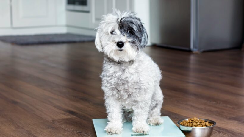 animal health - cute poodle dog  on weigh scales