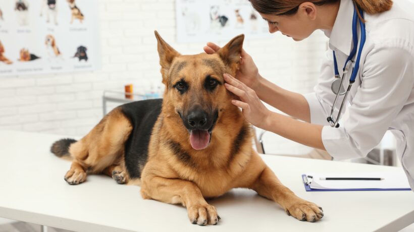 Professional veterinarian examining dog's ears in clinic