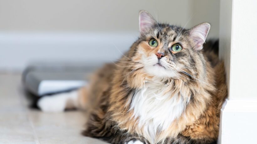 Calico maine coon cat lying down looking up in bathroom room in house by weight scale, overweight obese feline