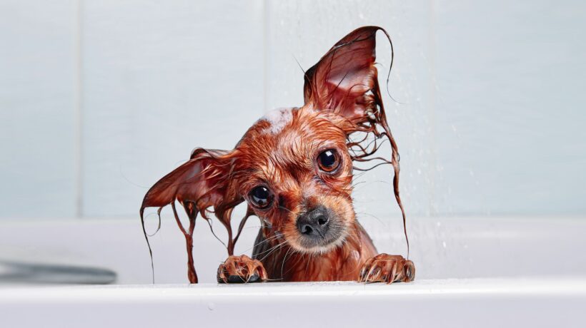 Funny little wet dog in bathroom. Dog takes a shower. Russian  Long Haired Toy Terrier (Canis lupus familiaris).